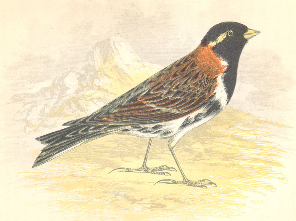 BIRDS. Lapland Bunting (Anne Pratt) 1852 old antique vintage print picture